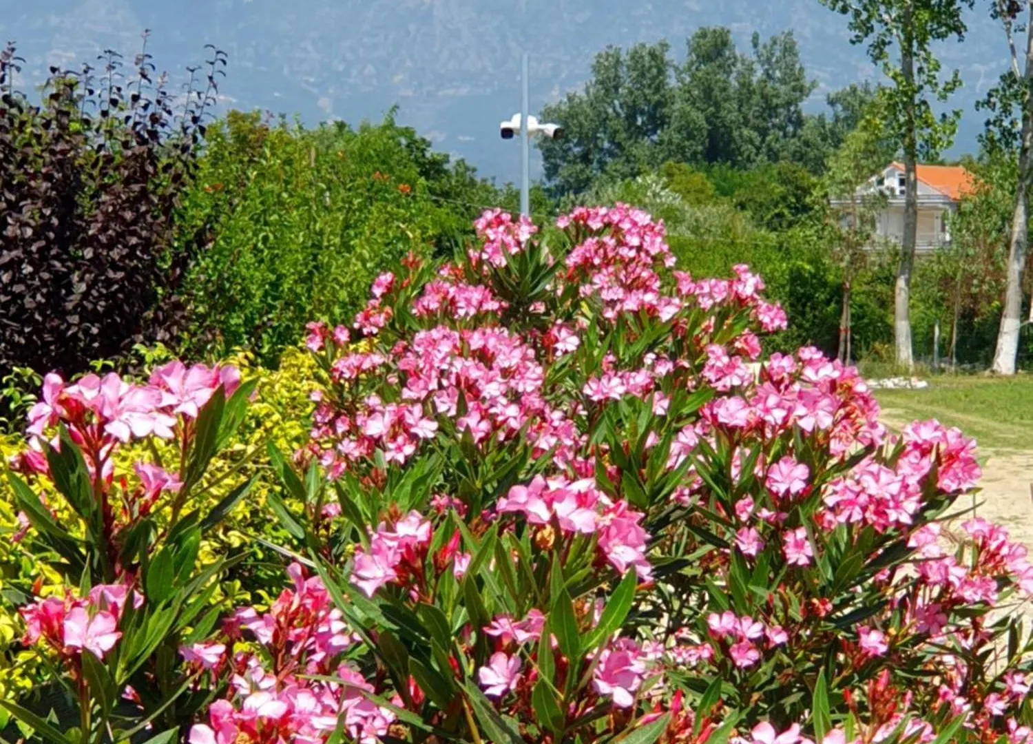 Nerium Garden Inn Tirana Airport Rinas Szálloda